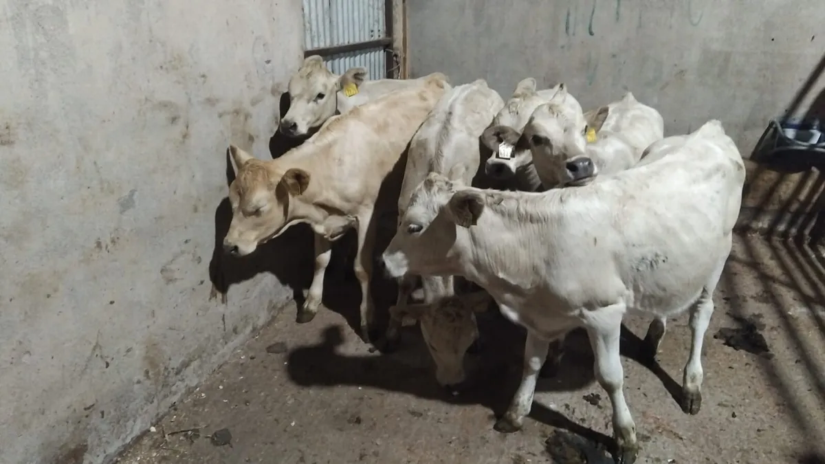 Sweet Charolais & Hereford Heifer Runners - Image 2