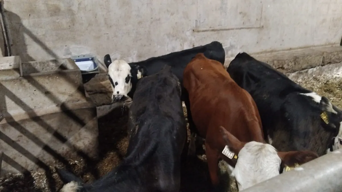 Sweet Charolais & Hereford Heifer Runners - Image 3