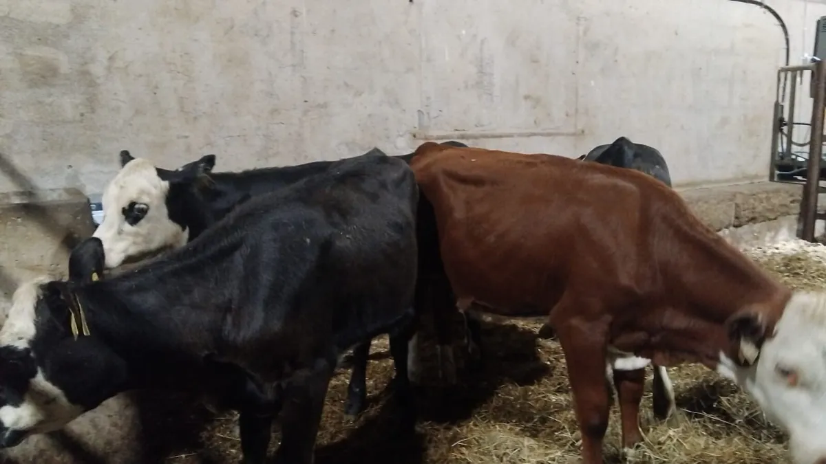 Sweet Charolais & Hereford Heifer Runners - Image 4