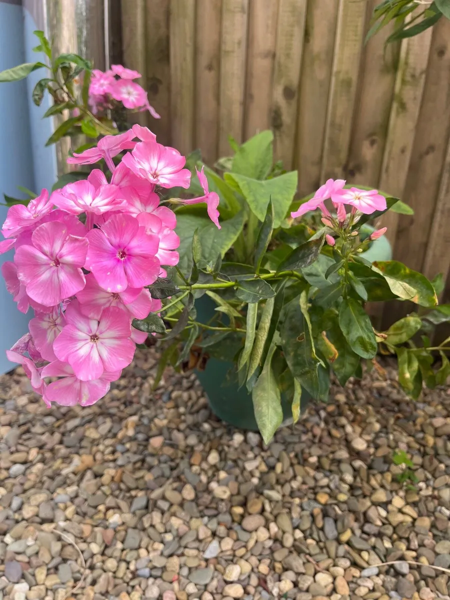 Plants for sale - Image 1