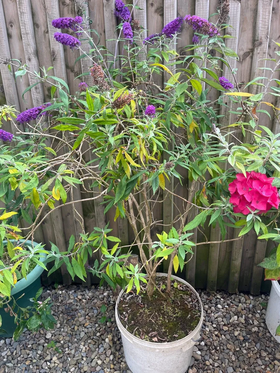 Plants for sale - Image 2