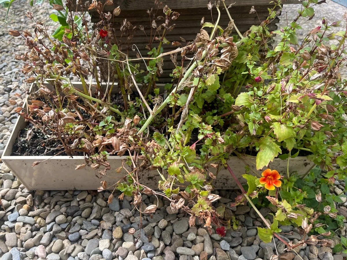 Plants for sale - Image 3
