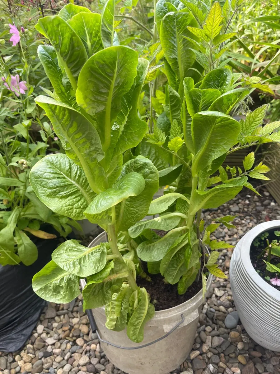Plants for sale - Image 4