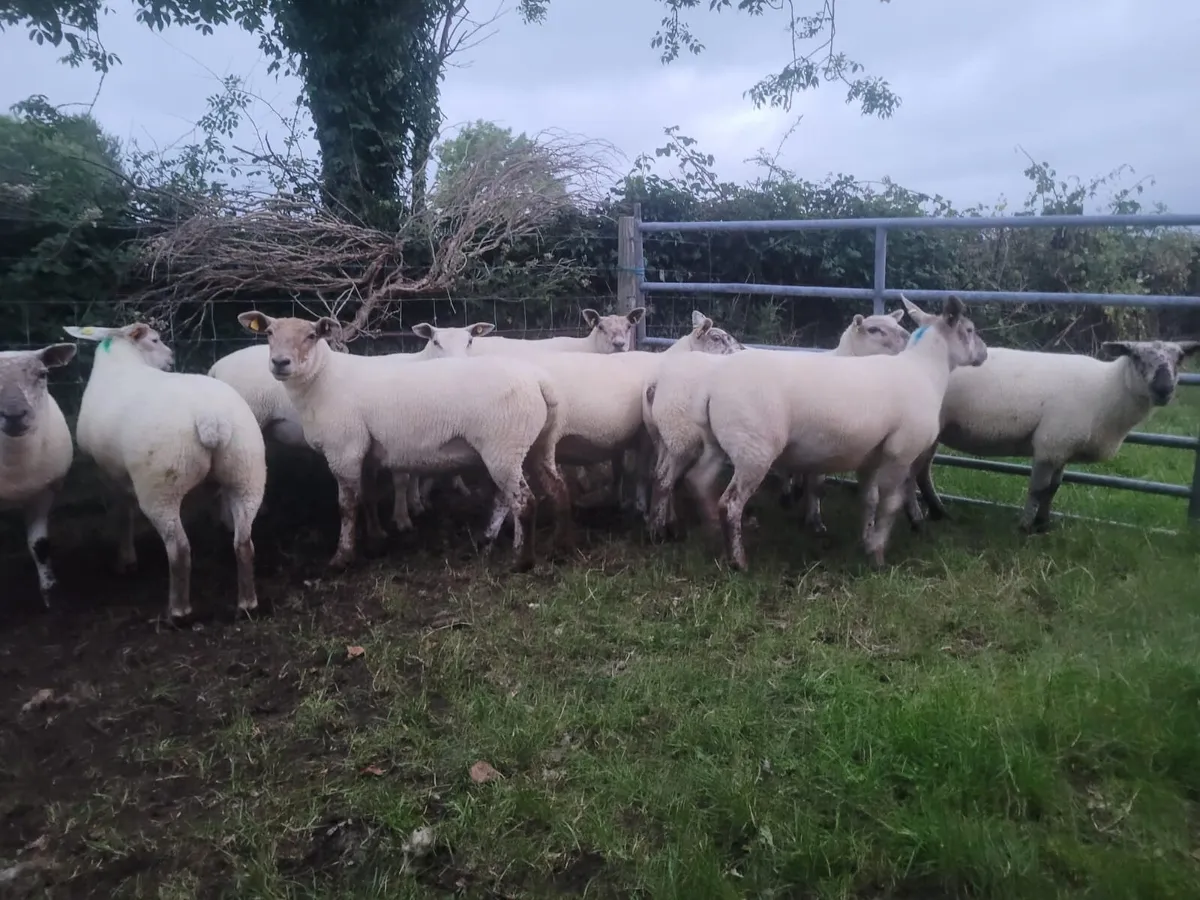 Excellent Suffolk X and Texel X Hoggets - Image 3
