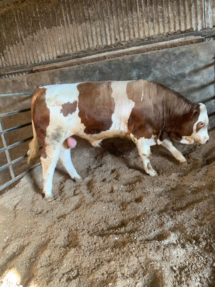 Selection of top bred AI pedigree Simmental bulls - Image 1