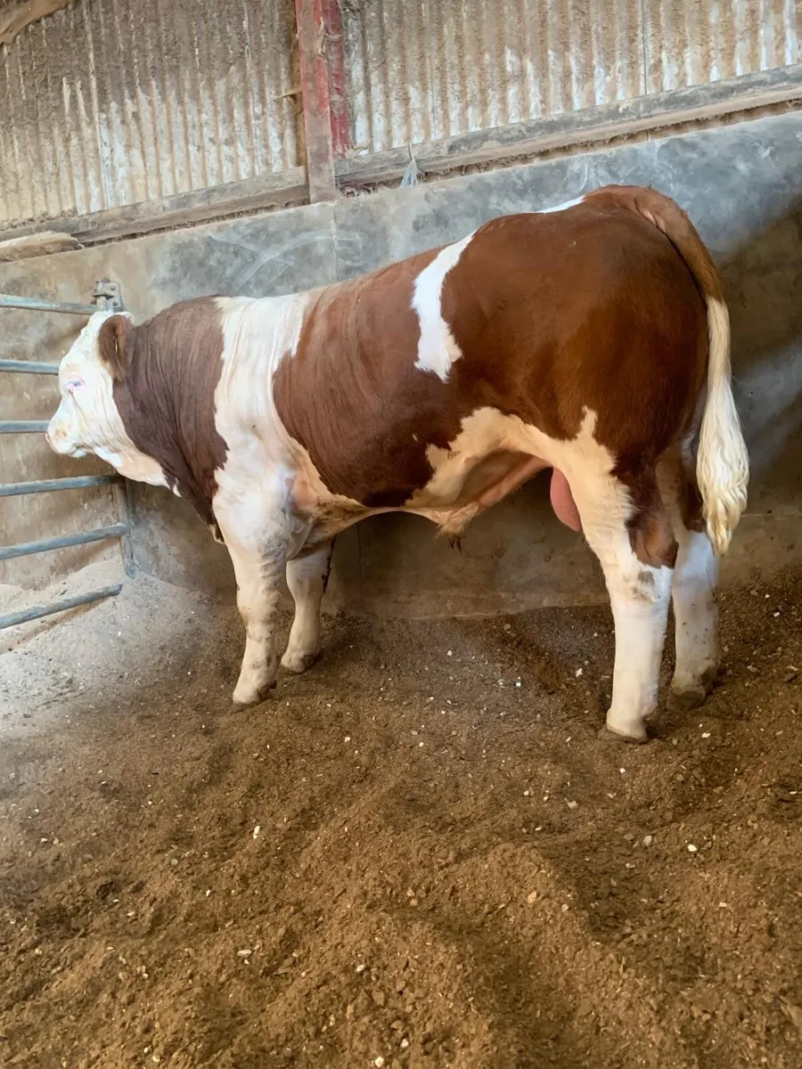 Selection of top bred AI pedigree Simmental bulls - Image 2