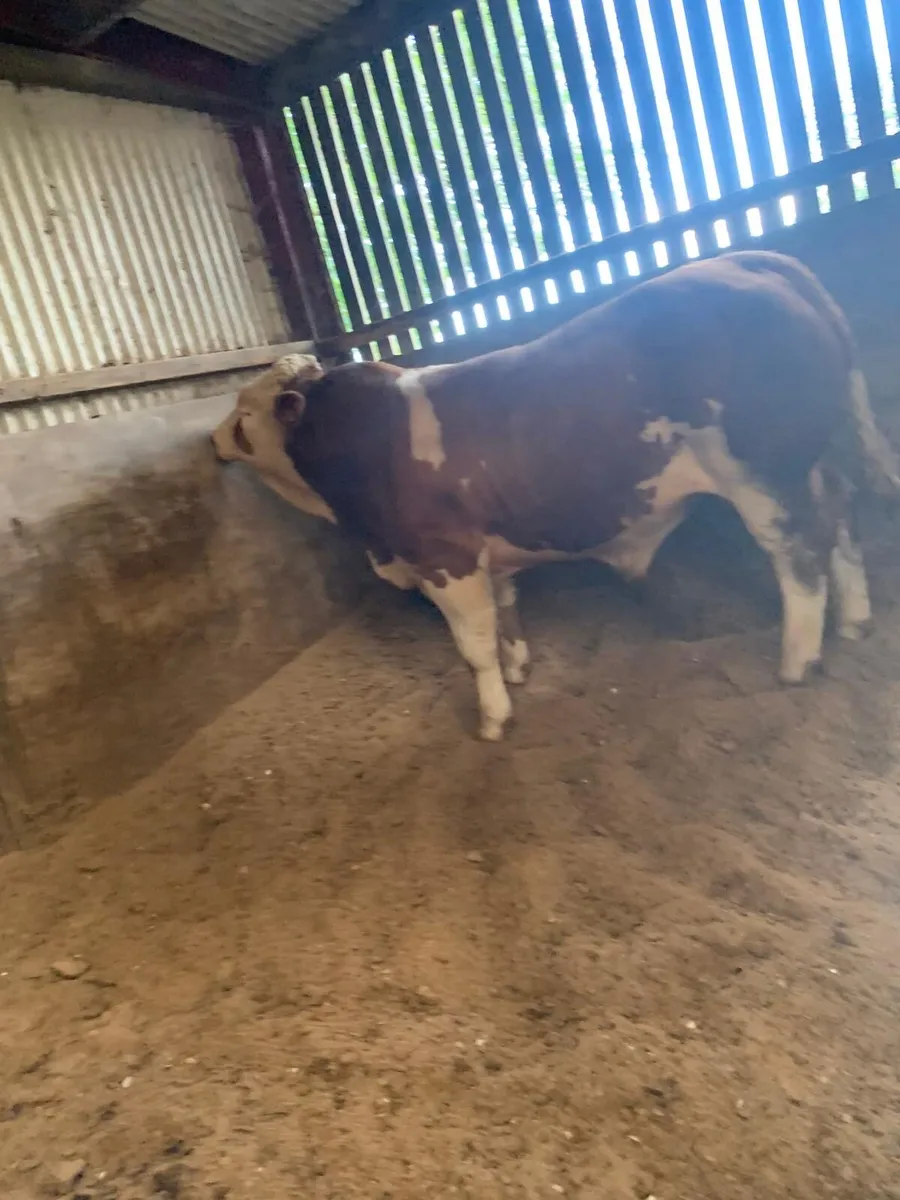 Selection of top bred AI pedigree Simmental bulls - Image 3