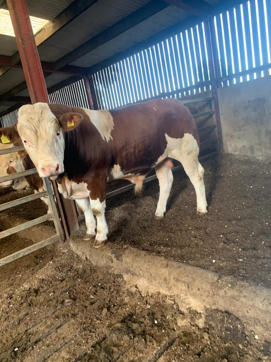 Selection of top bred AI pedigree Simmental bulls - Image 4