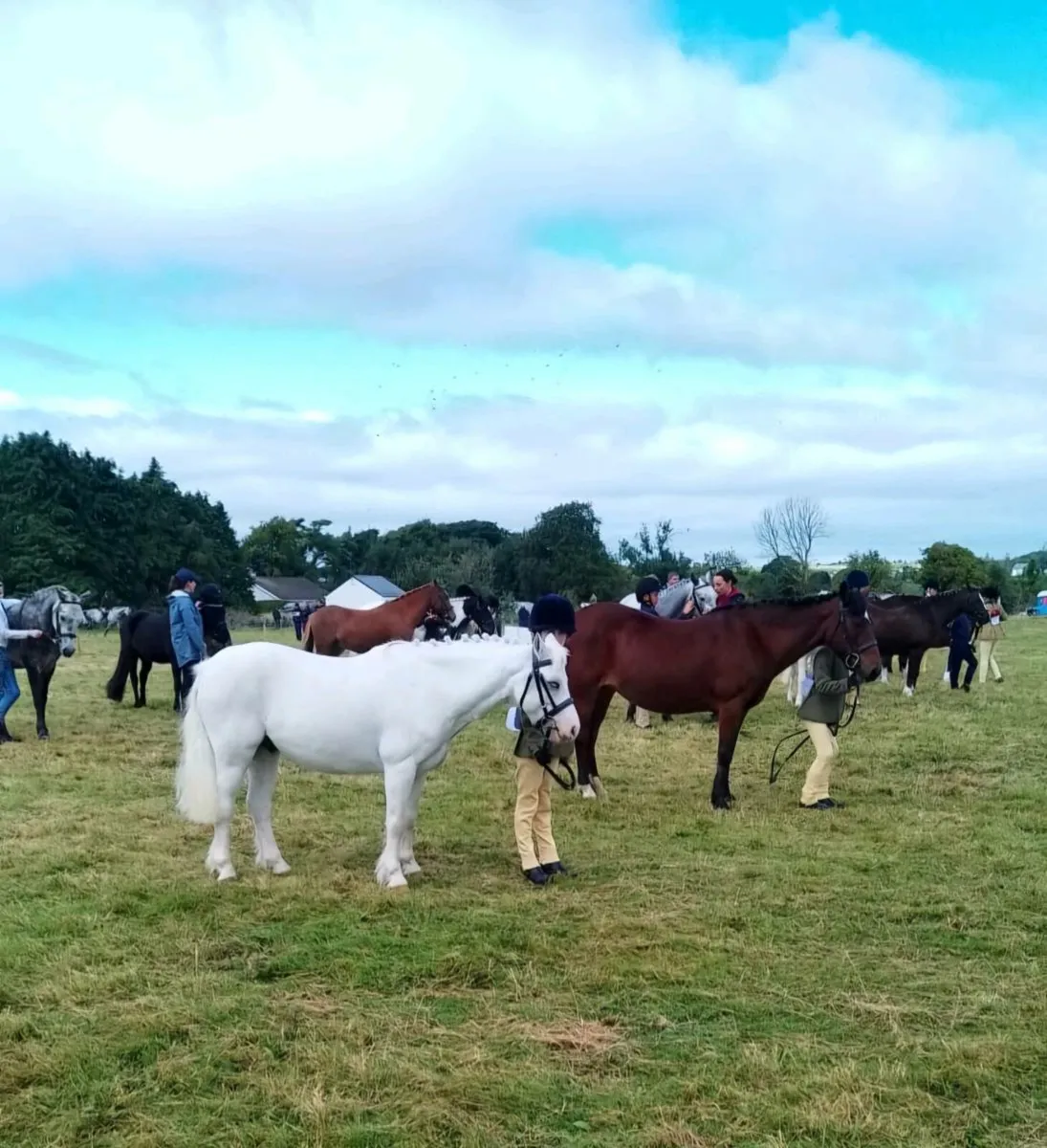 Lead rein or 11/2 pony. - Image 1