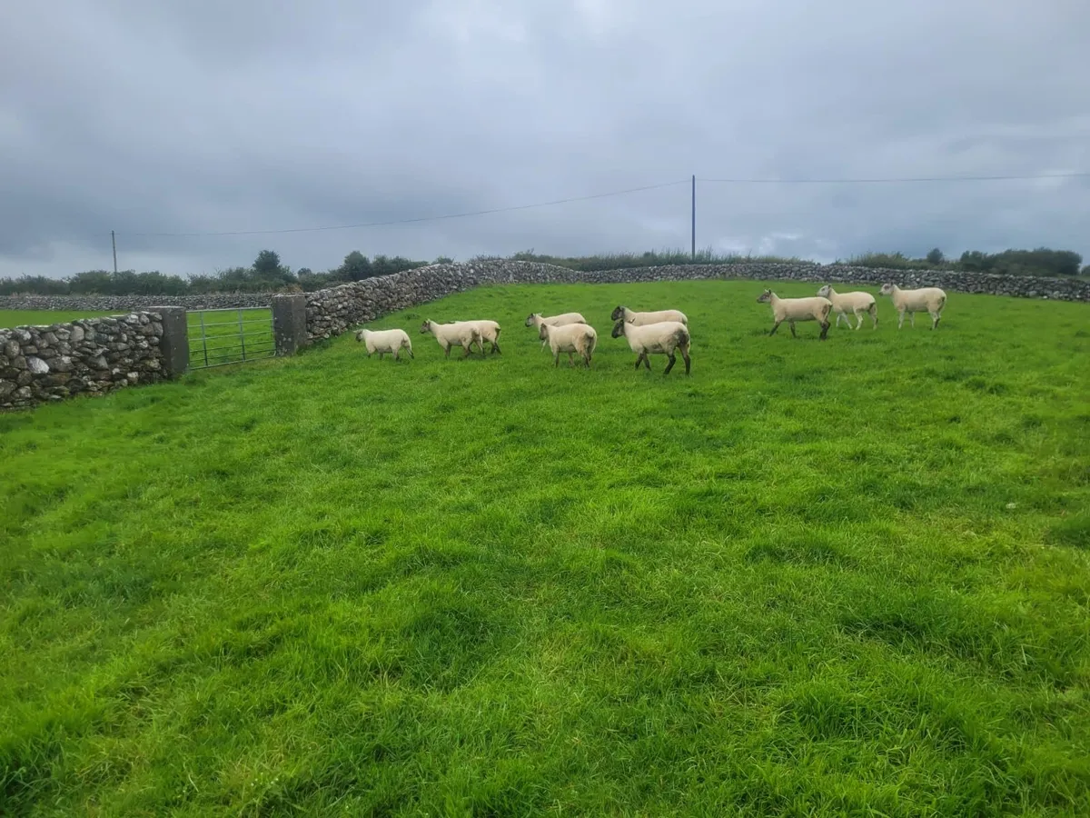 Excellent Suffolk X and Texel X Hoggets - Image 1