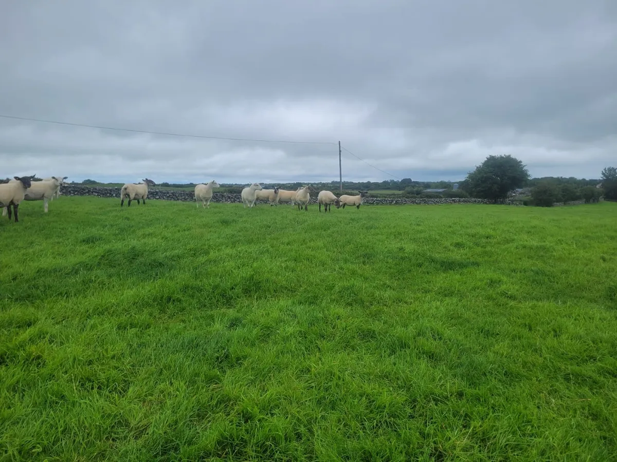 Excellent Suffolk X Hoggets - Image 1