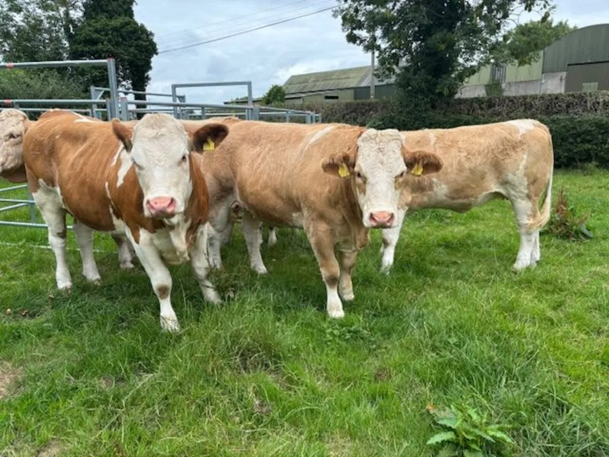 Pedigree Simmental Heifers - Image 4