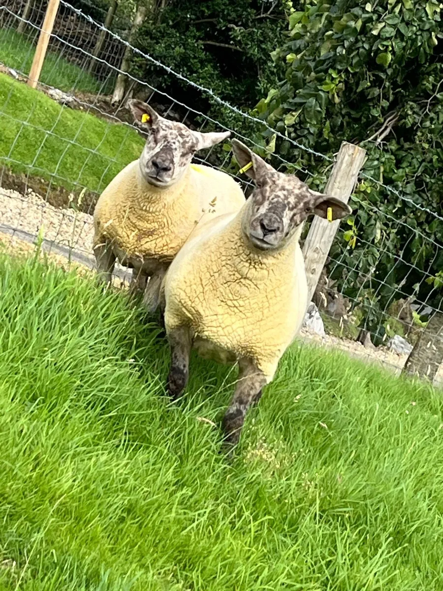 🔥Pair of sufftex Hoggets 🔥 - Image 1