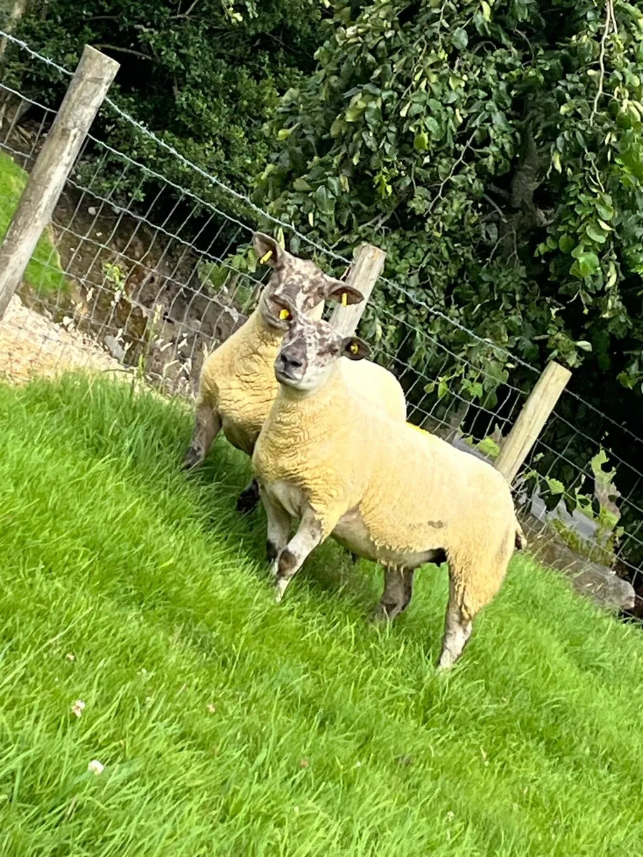 🔥Pair of sufftex Hoggets 🔥 - Image 2