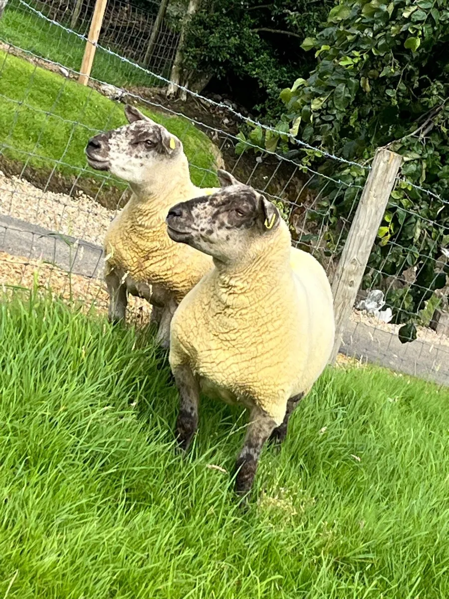 🔥Pair of sufftex Hoggets 🔥 - Image 3