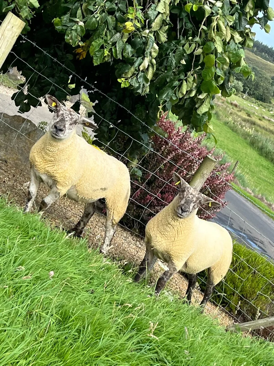 🔥Pair of sufftex Hoggets 🔥 - Image 4
