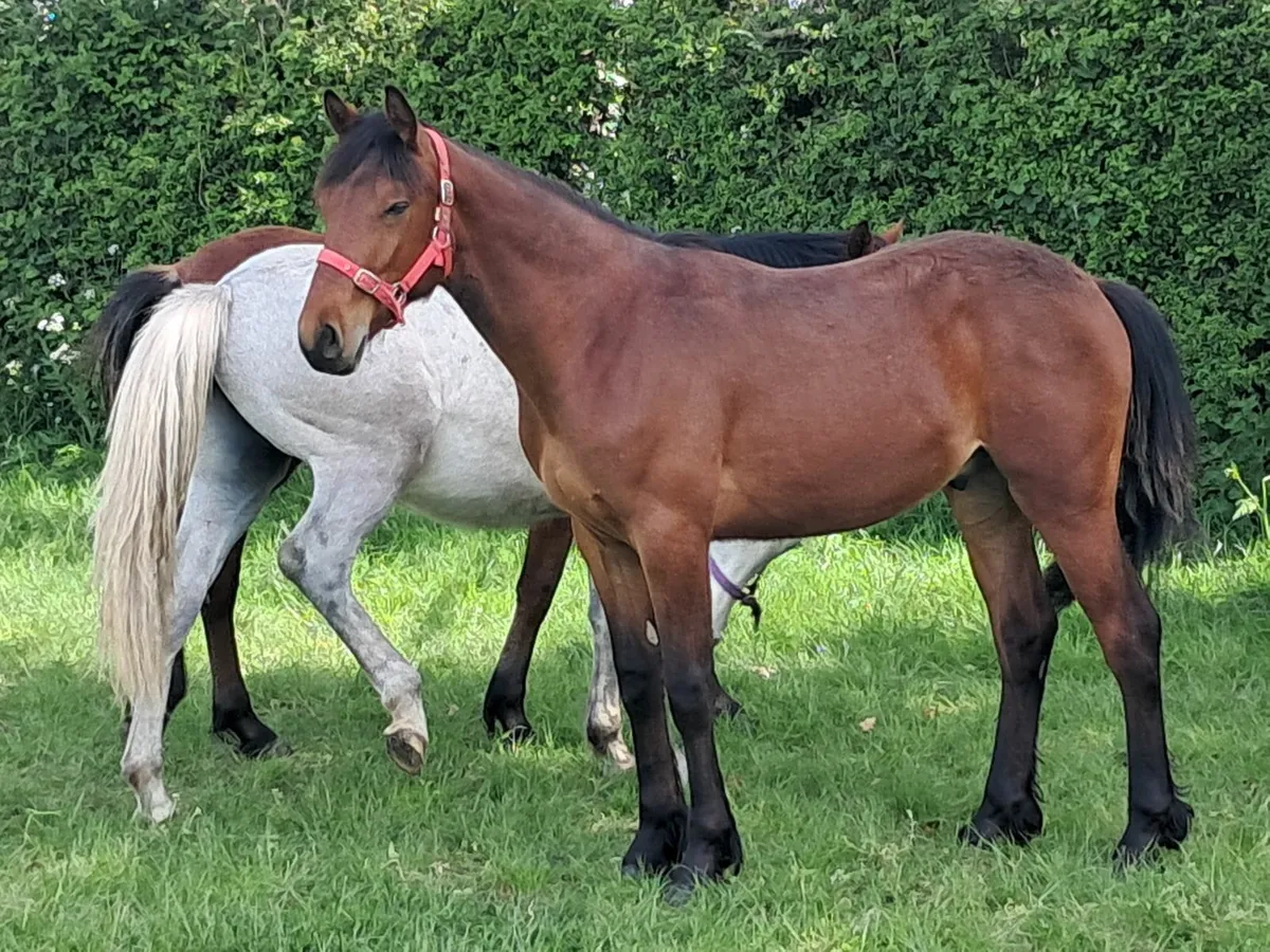 Connemara ponies - Image 3