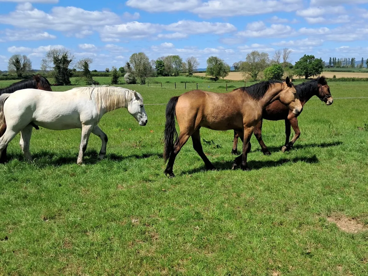 Connemara ponies - Image 2