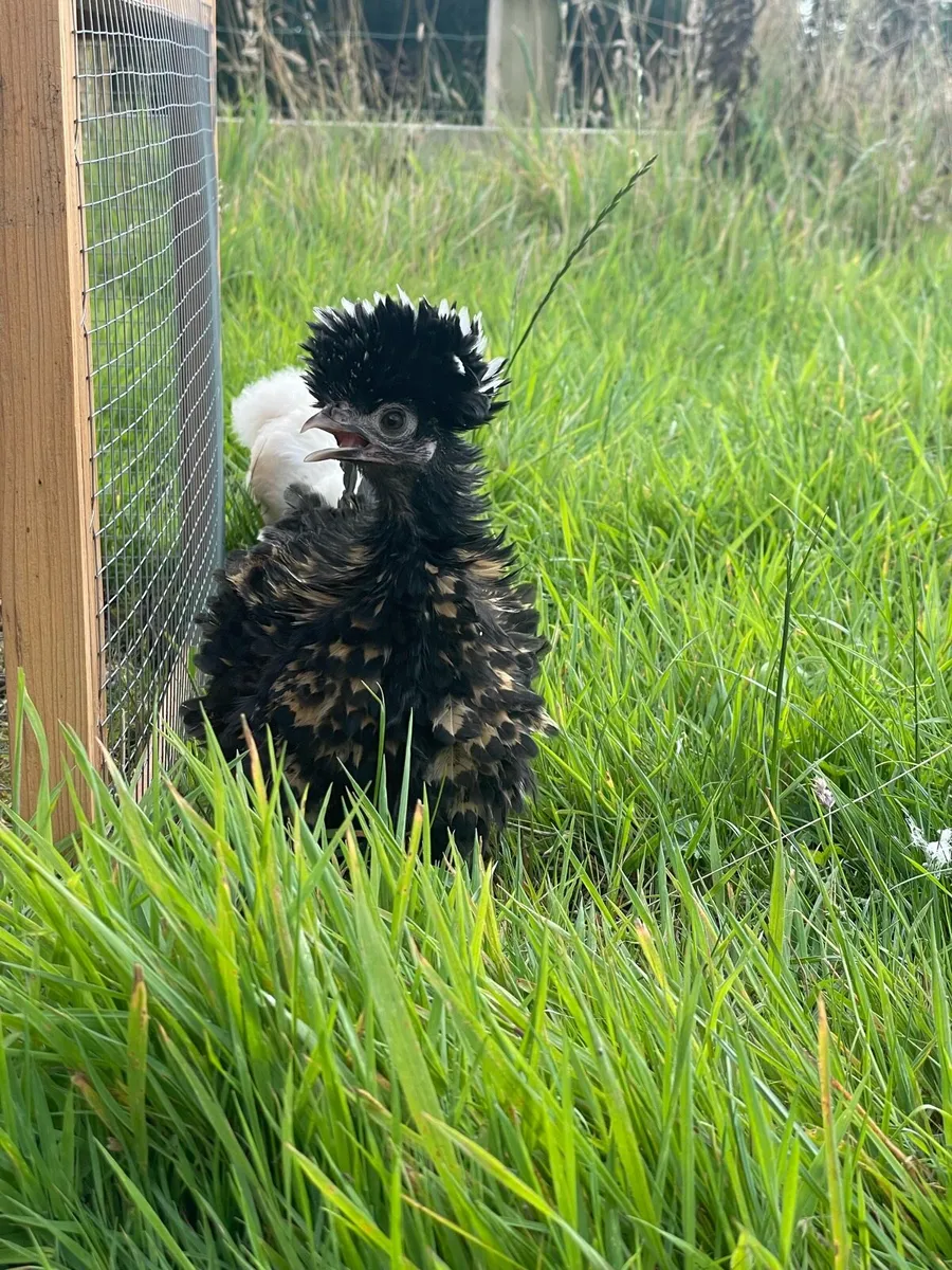 Pullets, Pairs & Chicks - Image 2