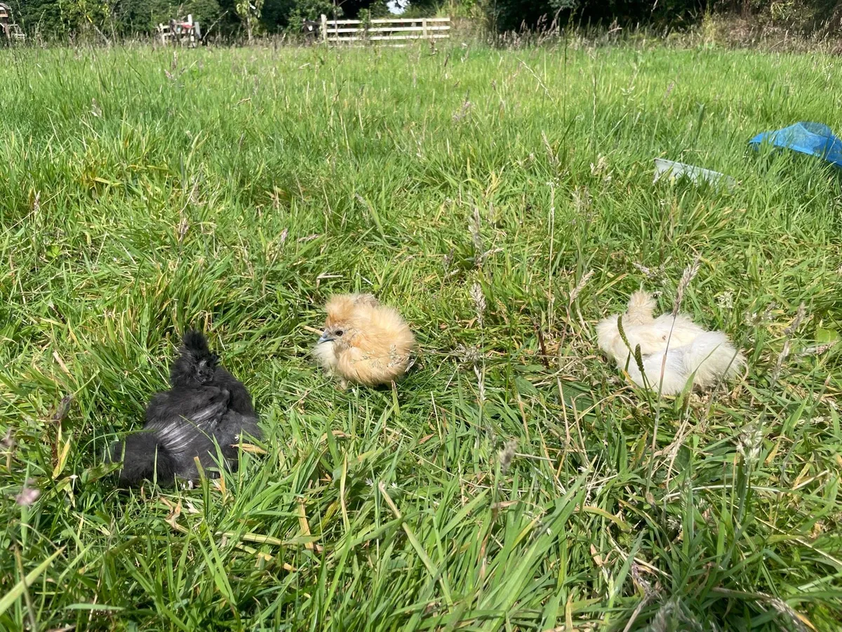 Pullets, Pairs & Chicks - Image 3