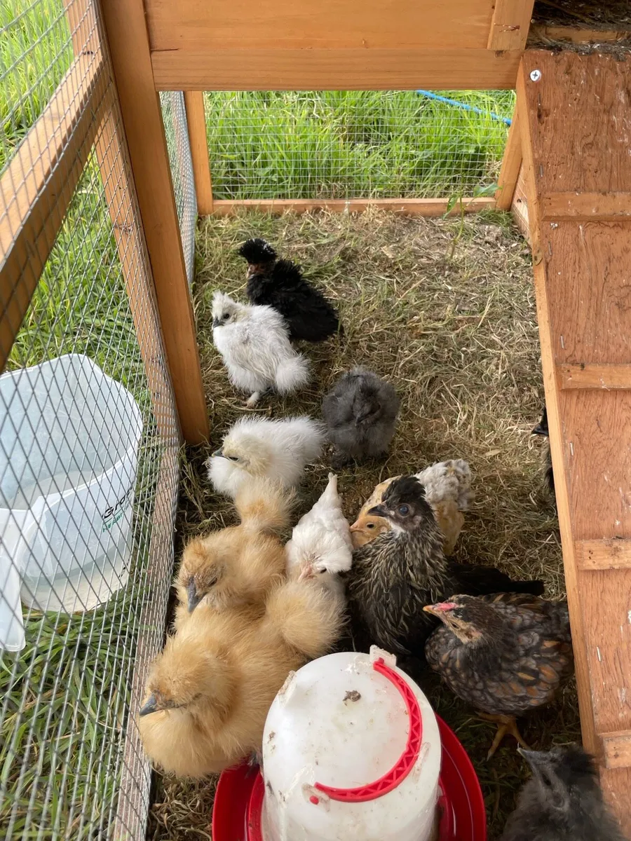 Pullets, Pairs & Chicks - Image 4