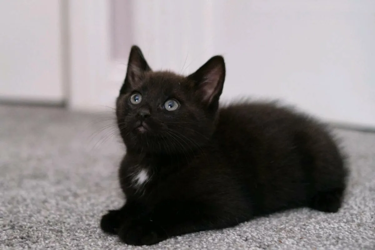 kittens - Image 1