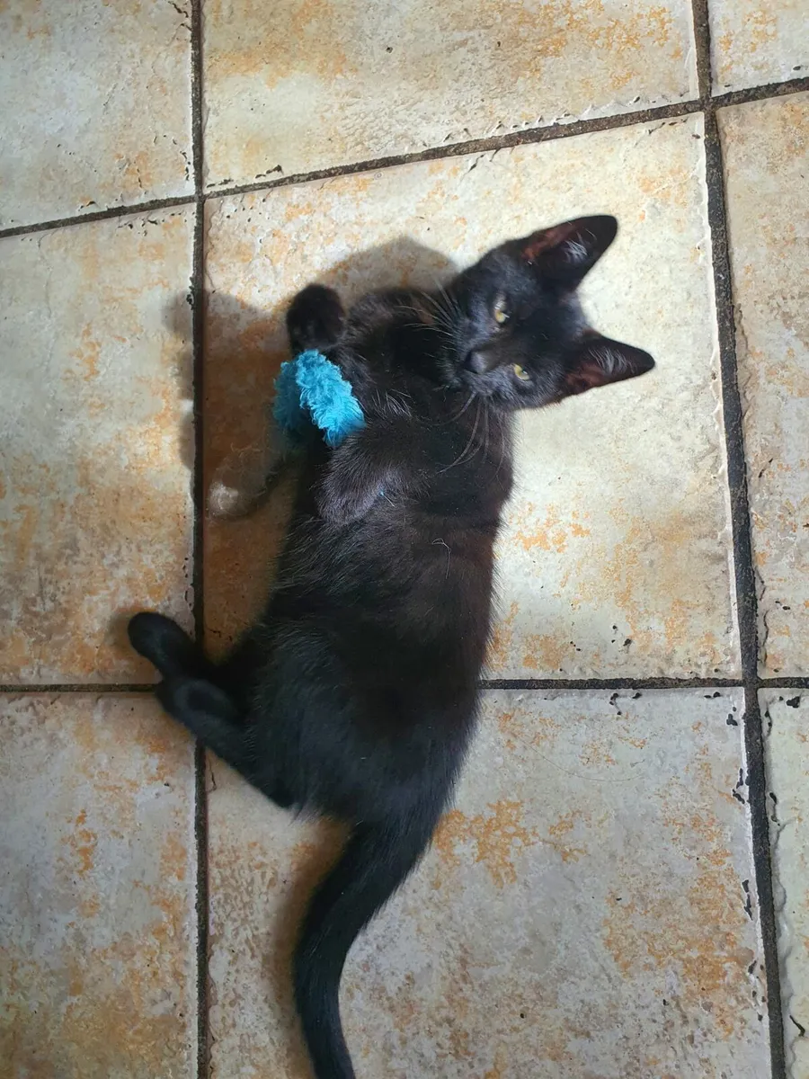 kittens - Image 2