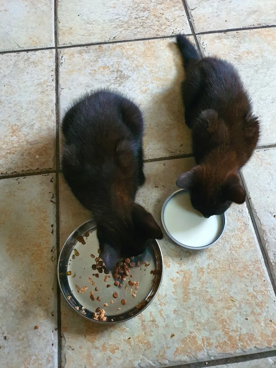 kittens - Image 4