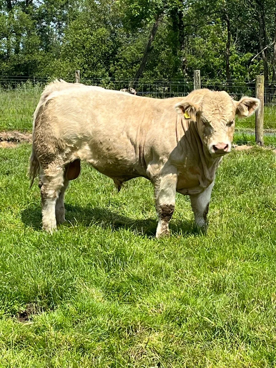 Super Charolais bull - Image 1