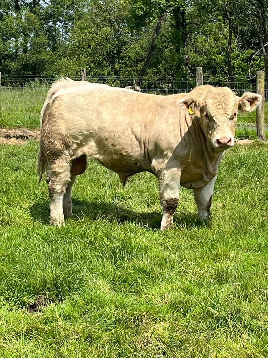 Super Charolais bull - Image 2