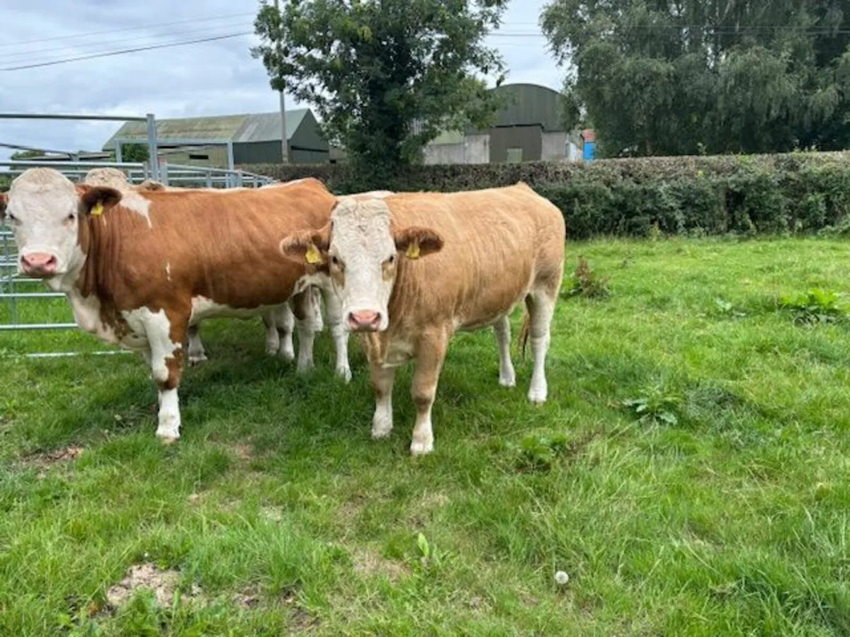 Pedigree Simmental Heifers - Image 1