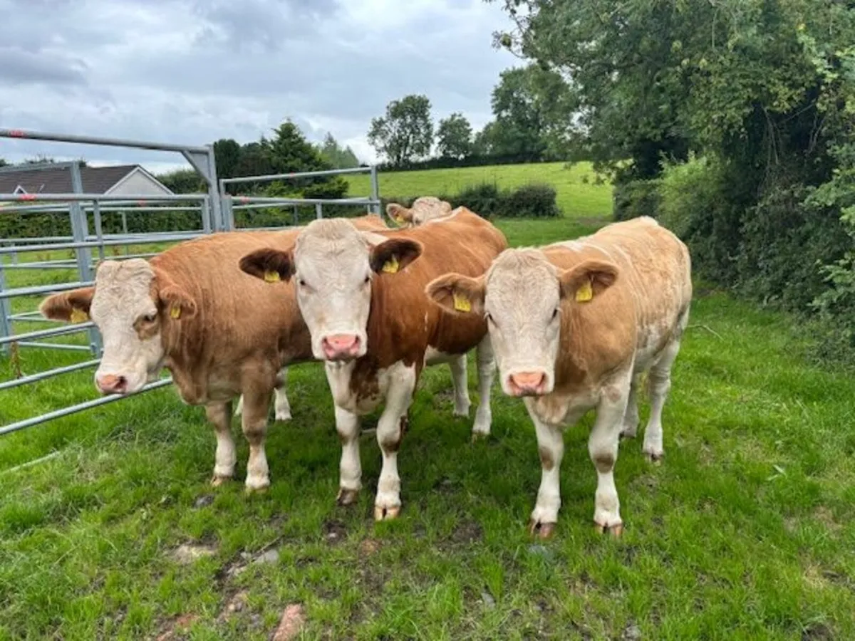 Pedigree Simmental Heifers - Image 2