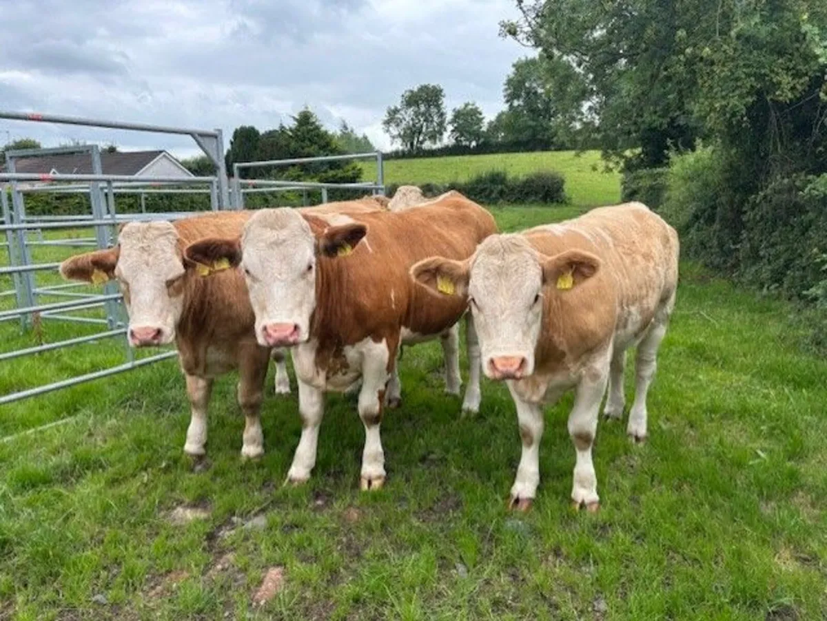 Pedigree Simmental Heifers - Image 3