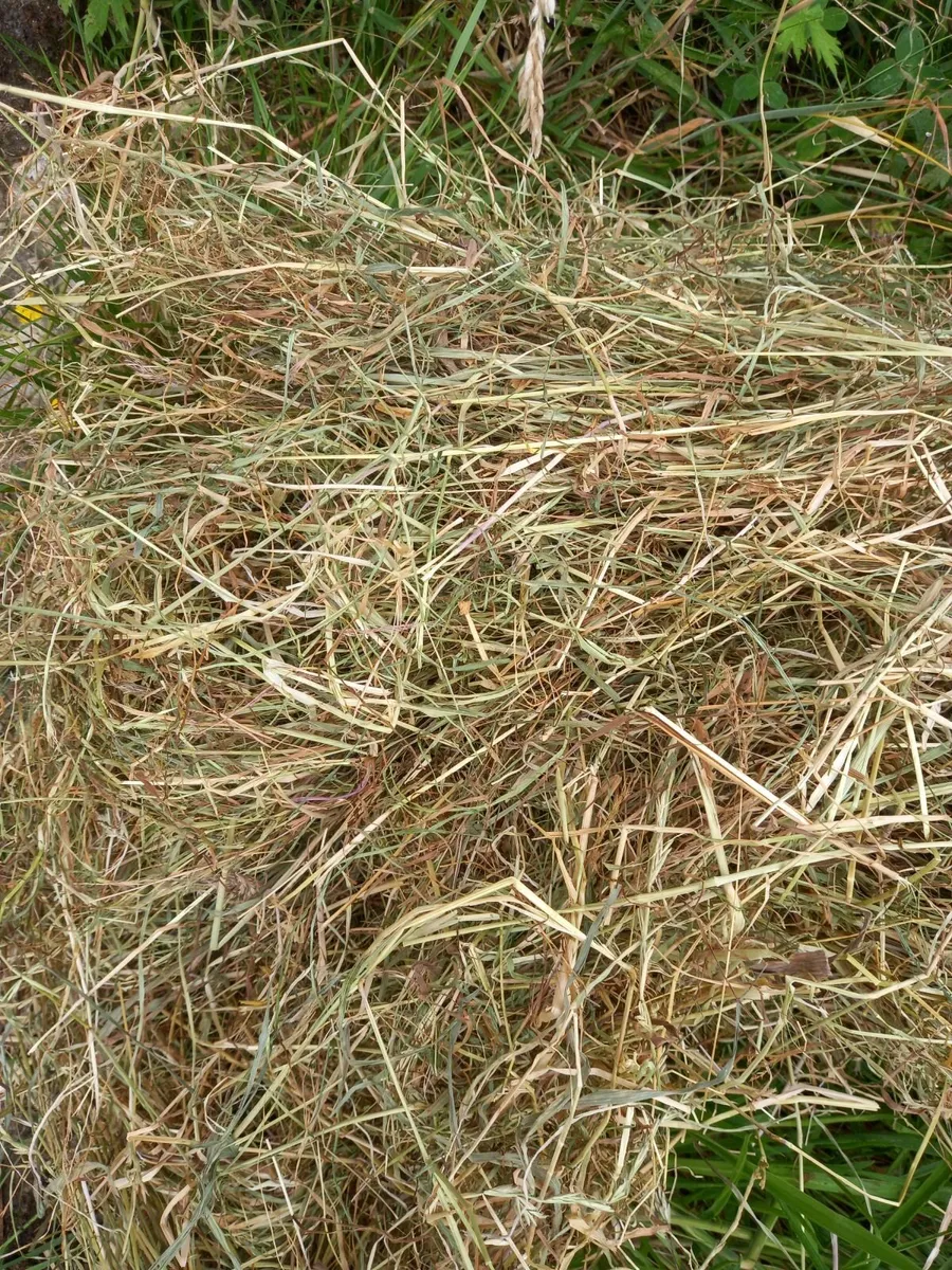 hay and straw - Image 2