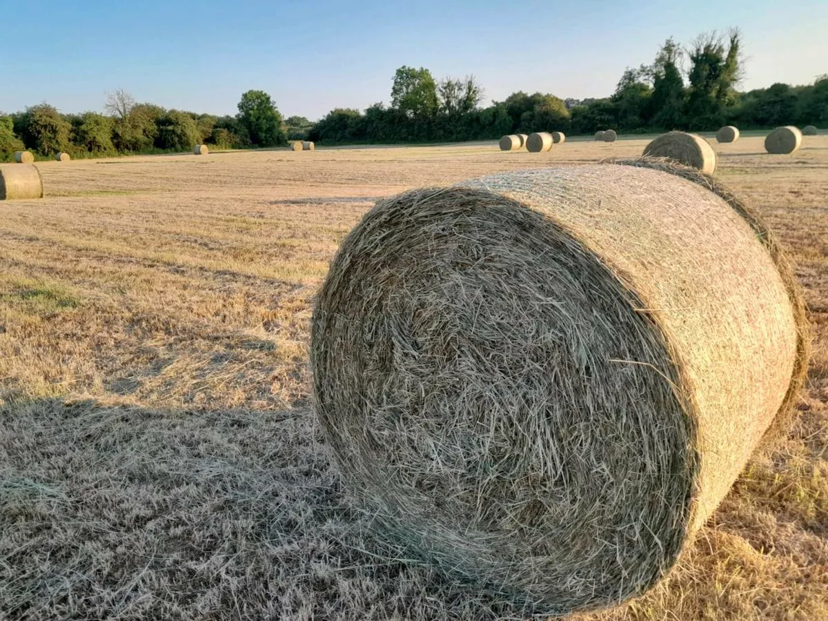 Hay 4×4 Top Quality - Image 2