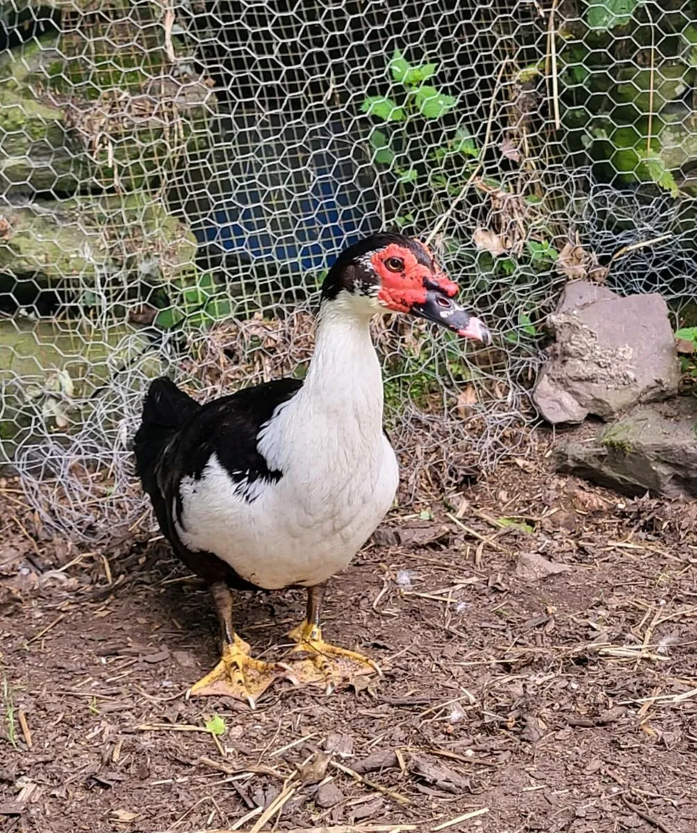 Muscovy. Drake with 2 breeding ducks - Image 2