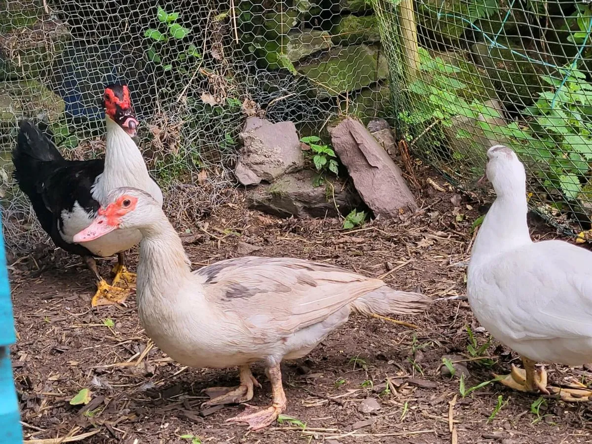 Muscovy. Drake with 2 breeding ducks - Image 3