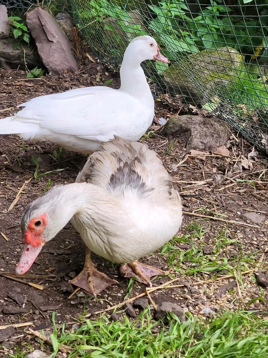 Muscovy. Drake with 2 breeding ducks - Image 4