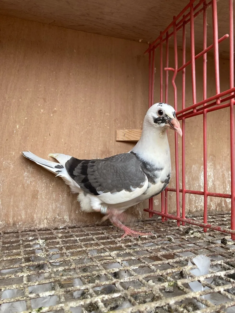 Coloured homer pigeons - Image 1