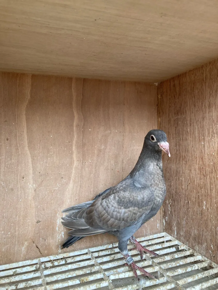 Coloured homer pigeons - Image 2