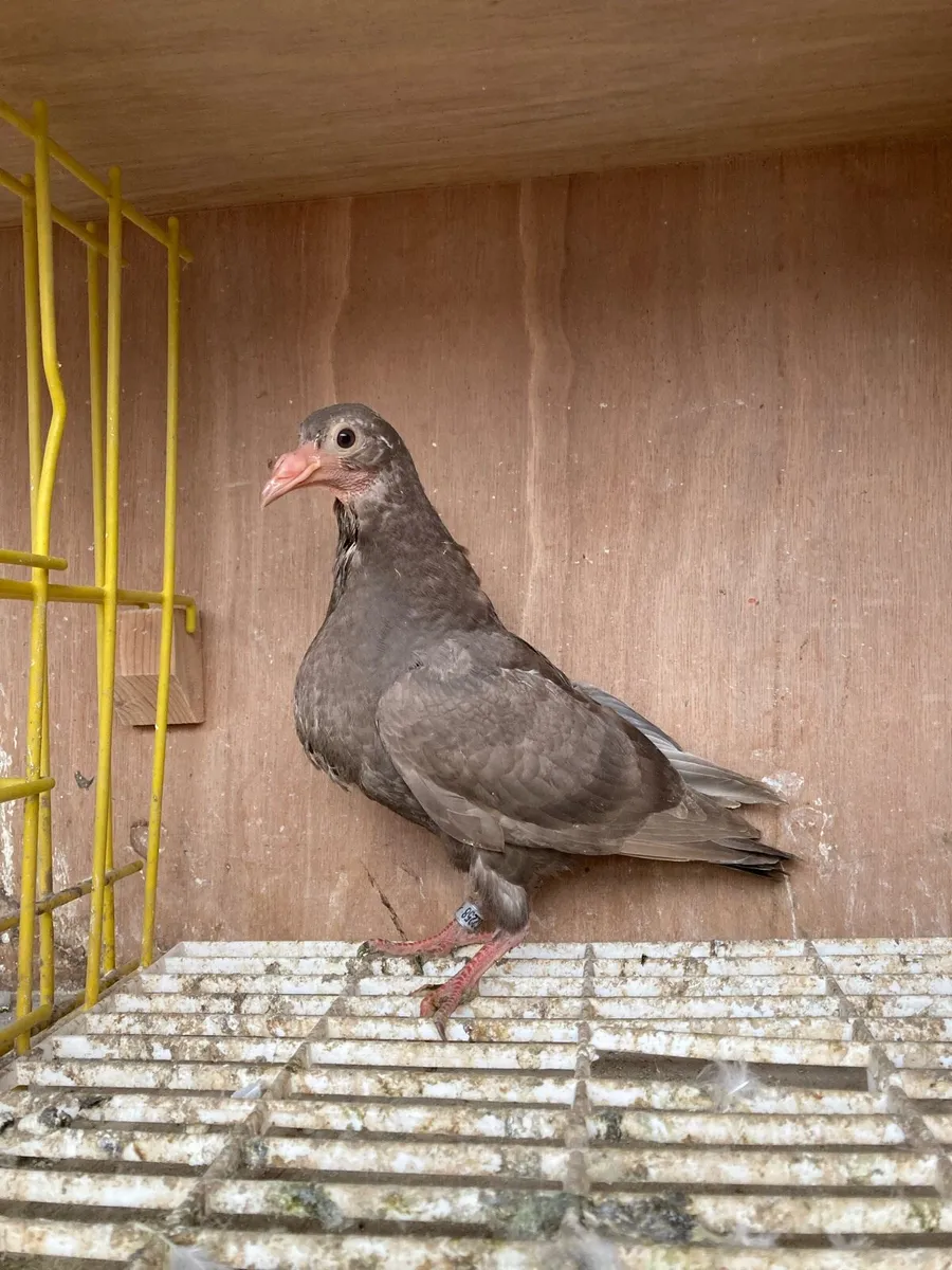 Coloured homer pigeons - Image 4