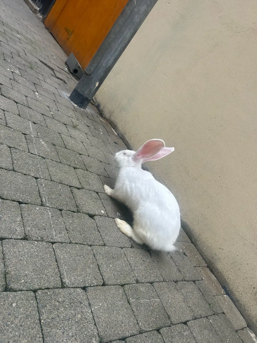 Flemish giant and continental rabbits - Image 1