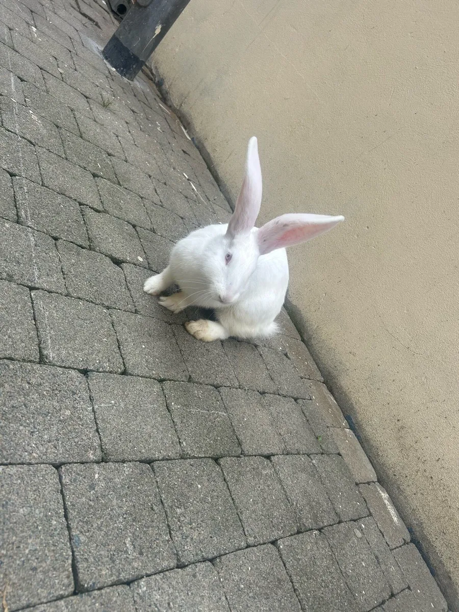 Flemish giant and continental rabbits - Image 2