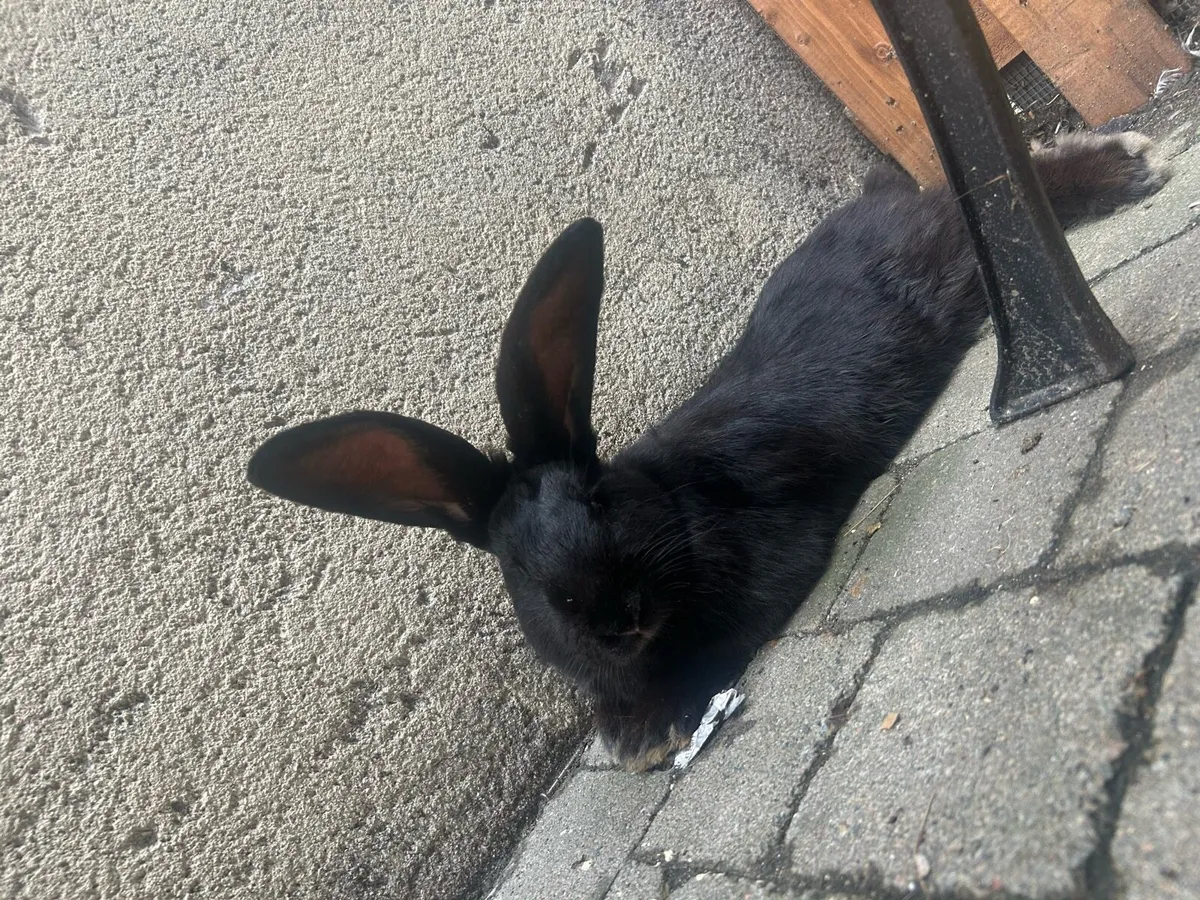 Flemish giant and continental rabbits - Image 3