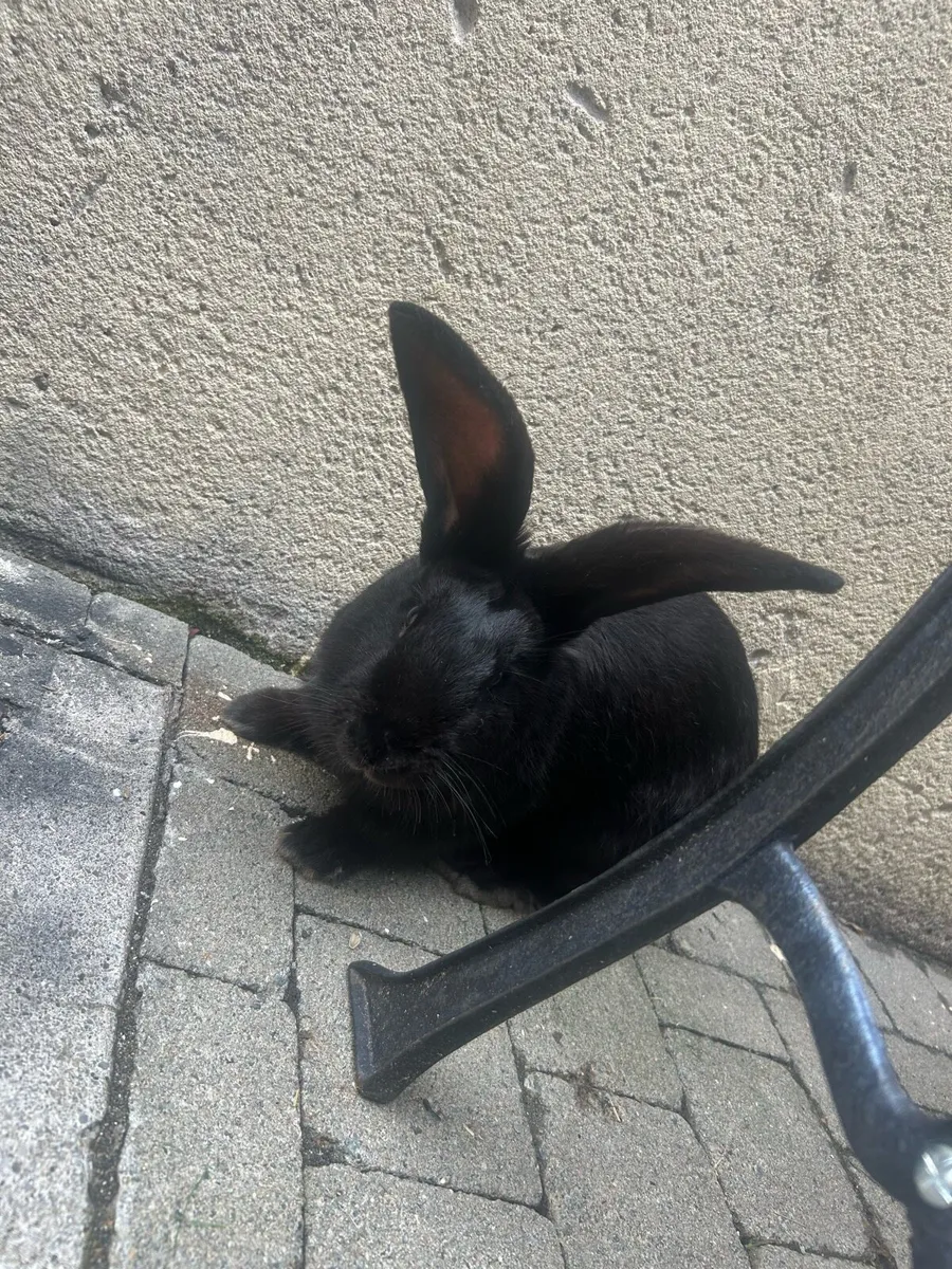 Flemish giant and continental rabbits - Image 4
