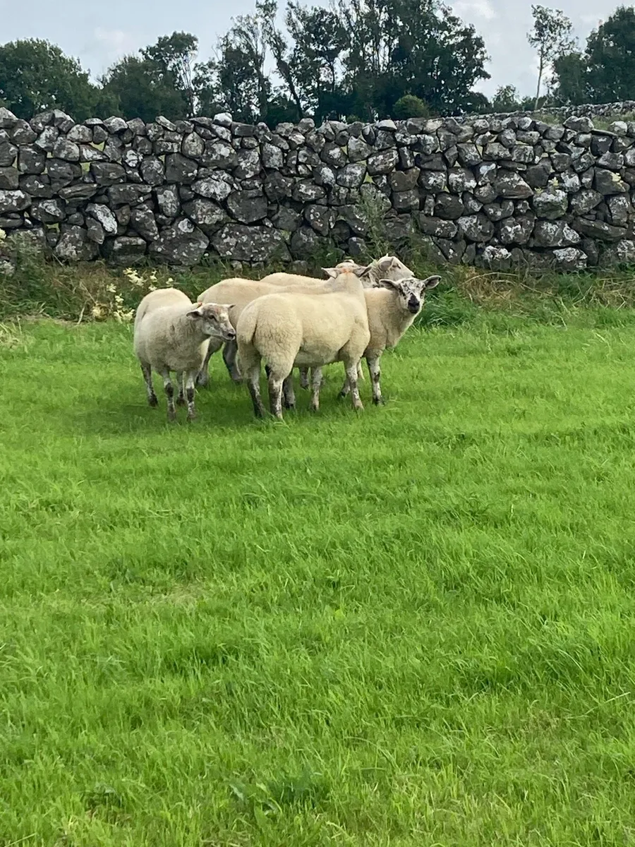Ewe lambs - Image 2