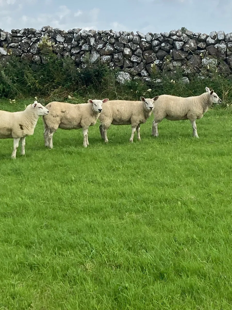 Ewe lambs - Image 1