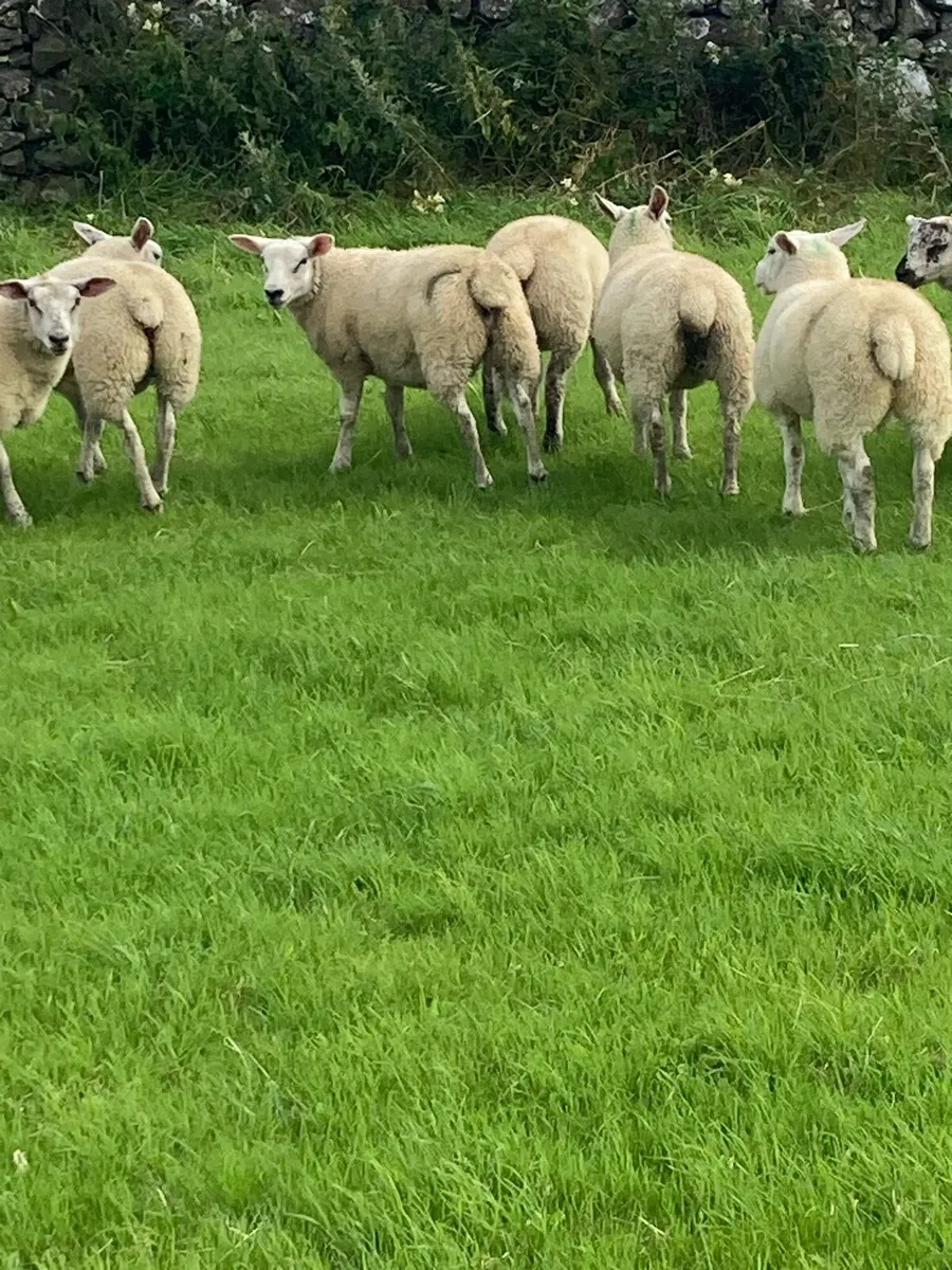 Ewe lambs - Image 3