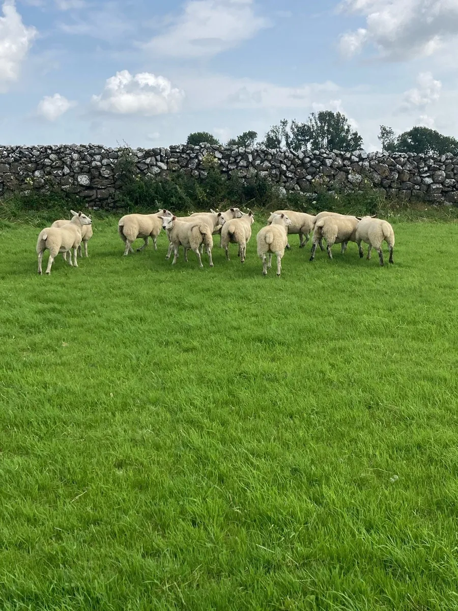 Ewe lambs - Image 4