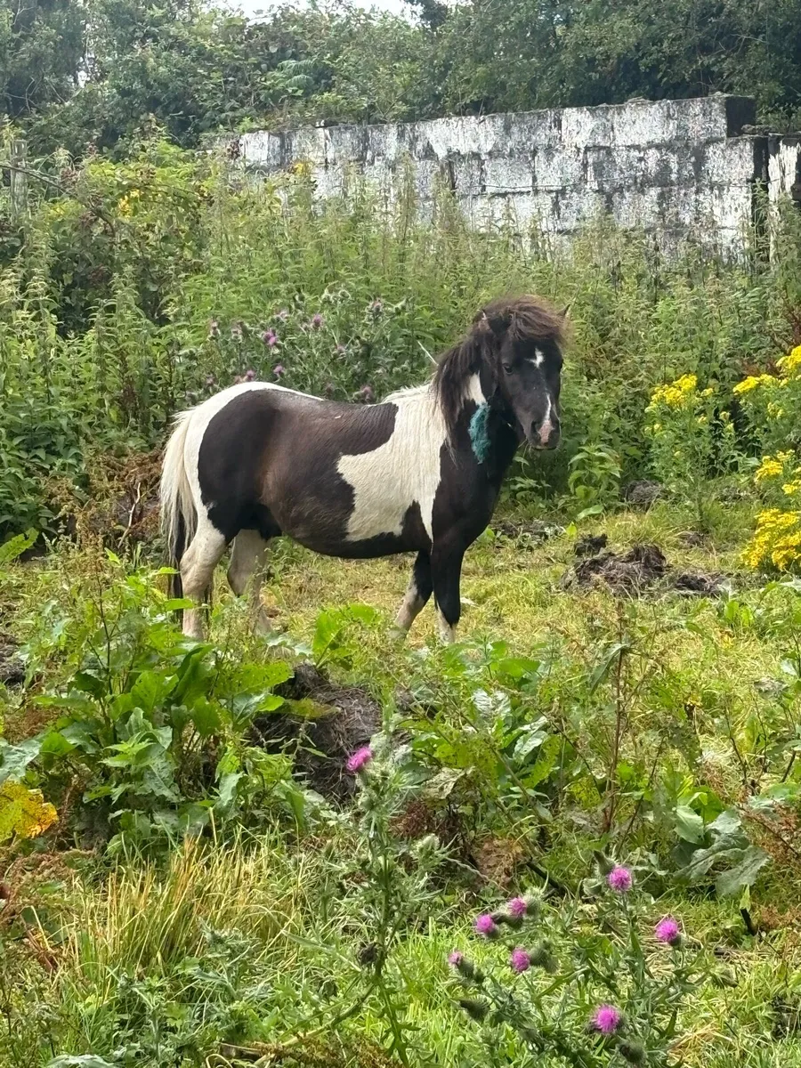 Pony